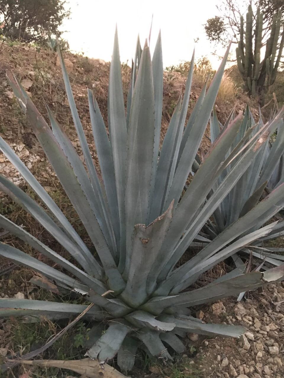Agave Americana — Neta - Exemplary Agave Spirits